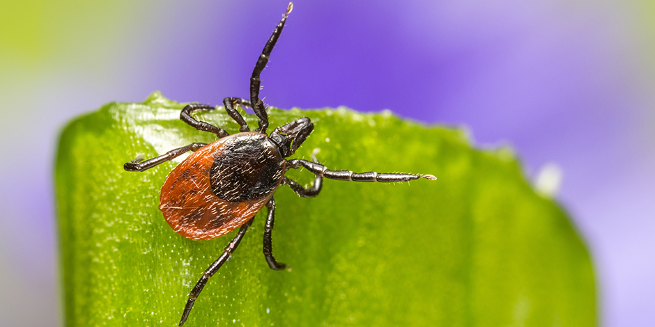 Preventing Tick Bites In Dogs Preventing Tick Bites In Dogs